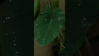 Dew drops on leaves in slow motion🍃🍃 photography nature shorts [upl. by Ojok727]