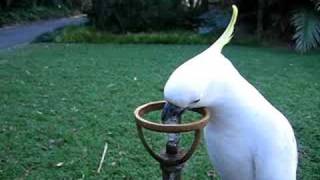 SulfurCrested Cockatoo Drinks from Water Fountain [upl. by Perla745]