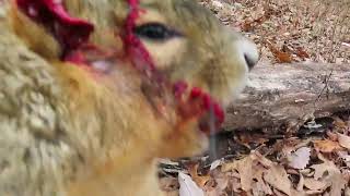 17 Hm2 with Trigger Cam  6 Squirrel Morning Hunt Nov 18 2024 [upl. by Yrok]