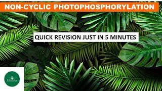 NONCYCLIC PHOTOPHOSPHORYLATION NEET PHOTOSYNTHESIS LIGHT REACTION ZSCHEME QUICK REVISION [upl. by Atnahc366]