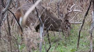 White tailed Deer [upl. by Thirzia227]