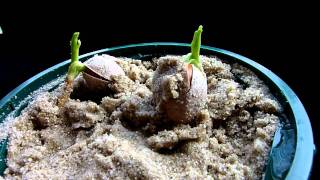 Ginkgo seed germination  3 [upl. by Ygief]