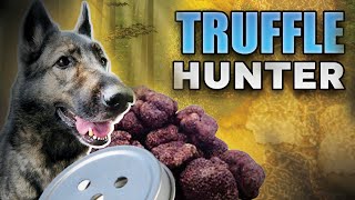 Striking Pay Dirt Scent Work Truffle Hunting Dogs [upl. by Xino]