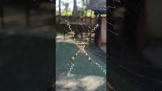 argiope aurantia spider spider animals wildlife nature insects indianjungle [upl. by Dolphin]