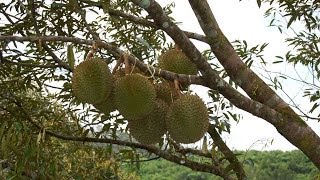 The Origin of Durian  Durio zibethinus L  The King of Fruits [upl. by Ezirtaeb]