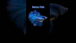 Betta Fish Through the Eyes of AI  Aquaristic Vibes [upl. by Enenaej985]