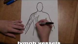 Cycle 3Week 9Lymph System [upl. by Gypsy]