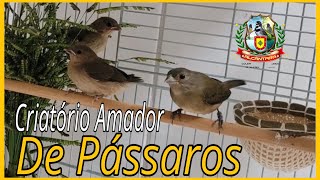 CRIATÓRIO AMADOR DE PÁSSAROS COLERO PAPACAPIM [upl. by Buck492]