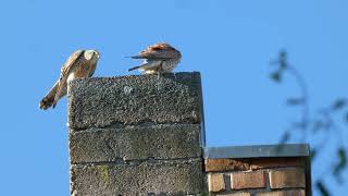 Turmfalke 130524 06 kestrel birds birdsofprey [upl. by Quartus]