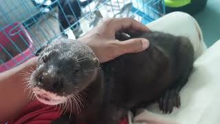 Cute otter sick now on hospital [upl. by Jayson30]