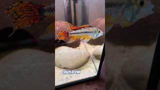 Best APİSTOGRAMMA cacatuoides Double RED AMAZING ATTACK 🎬🎬apistogramma dwarfcichlid shortvideo [upl. by Wendalyn]