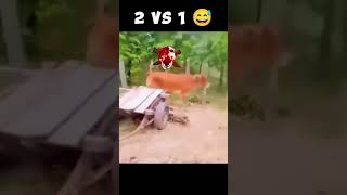 1v2 dog vs cow m10 power ha ☹️😞😣🧐😎😞 [upl. by Oettam]