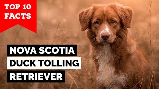 Nova Scotia Duck Tolling Retriever  Top 10 Facts [upl. by Gauntlett]