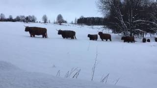 Scottish Highland Cattle In Finland Snow train 5th of December 2016  Ylämaankarja [upl. by Gherardi963]