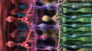 Rod and Cone cells eye anatomy [upl. by Brass415]