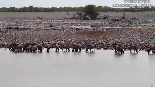 Zebra Foal Enjoying the Waterhole [upl. by Shel]