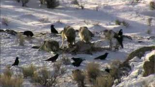 Wolves in Yellowstone National Park  wolf watching [upl. by Ramej642]