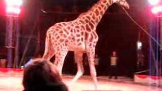 circus Belly Wien  Giraffe [upl. by Iatnahs190]