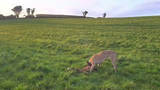 Foxing with lurchers day time [upl. by Ysabel657]