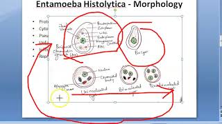 Parasitology 026 a Amoeba Entamoeba Histolytica Classification Amoebiasis Trophozoite Quadrinucleate [upl. by Naesar]