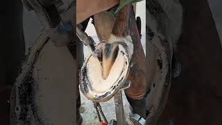 Horses made legs foryou horse satisfying hoof horsefarrier asmr animals [upl. by Ocire225]