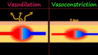 Vasodilation amp Vasoconstriction [upl. by Eilsil695]