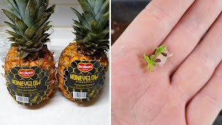 집에서 파인애플 씨앗 발아 성공🍍  How To Grow Pineapples From Seeds  09 months [upl. by Ethban]