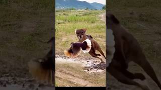 Red Fox catch bird viral videoredfox bird shortvideoviral [upl. by Eibber670]