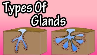 Glands  What Are Glands  Types Of Glands  Merocrine Glands  Apocrine Glands  Holocrine Glands [upl. by Elliott]