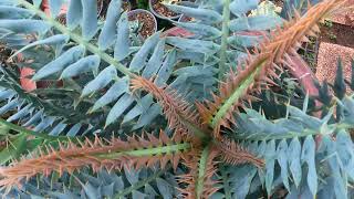 Encephalartos horridus compact leaves [upl. by Anomar195]