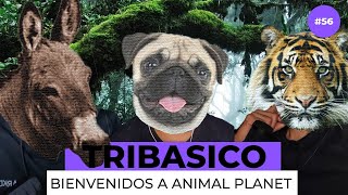 056  ANIMALES HIBRIDOS y DONDE ENCONTRARLOS I TEMA DE CHILL [upl. by Colbert]