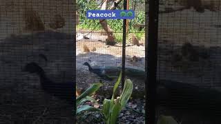 Peacock opening feathers  at Caversham Wild Life Park [upl. by Esinereb]