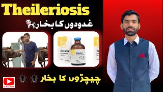 Theileriosis in cattle  theileriosis treatment in cattle theileriosis in cattle symptoms Dr Wajid [upl. by Ydnew]