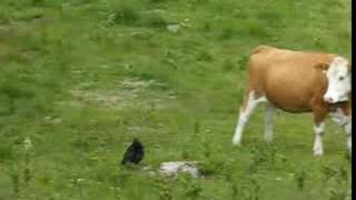 Schipperke VS Cow [upl. by Sivrahc]