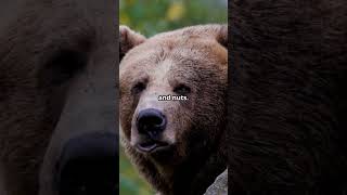 Discover the Majestic Kodiak Bear facts animals nature wildlife education youtubeshorts [upl. by Hurless]