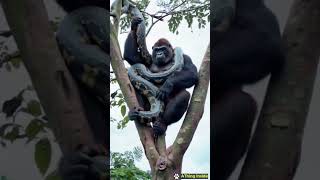 Kingkong tames giant python [upl. by Brenner]