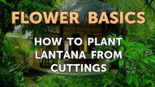 How to Plant Lantana From Cuttings [upl. by Airtap60]