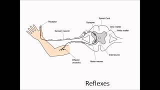 Revise Reflexes [upl. by Dorree]