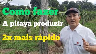 COMO FAZER A PITAYA PRODUZIR 2X MAIS RÁPIDO [upl. by Enirahtac875]