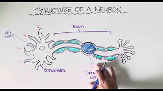 Structure of a Neuron [upl. by Manning]