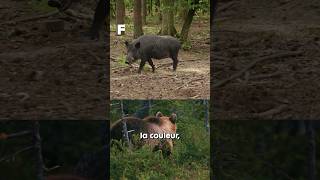 Un ours attaque un sanglier dans les Pyrénées françaises  🐻🆚🐗 [upl. by Alleahcim]