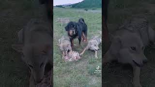 mastín tibetano vs lobos 🐶vs🐺 [upl. by Bolme302]