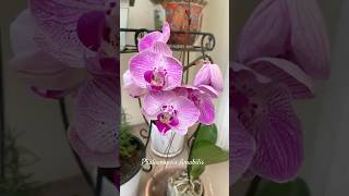 11112024 Orchid Moth Phalaenopsis Amabilis 🌸 [upl. by Phare]