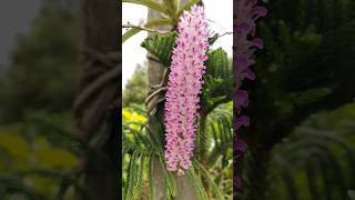 Rhynchostylis foxtail orchid orchid flowers trendingshorts youtubeindia nature [upl. by Tabina]