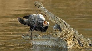 HUGE DEADLY NILE CROCODILE [upl. by Jessie]