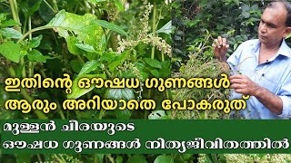 മുള്ളന്‍ ചീര  mullan cheera  Amaranthus spinosus  Mullan cheera health benefits  Thorny amaranth [upl. by Regor]