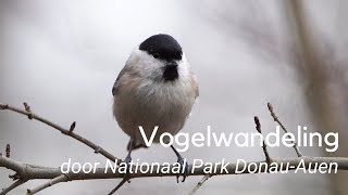 Vogelwandeling door Nationaal Park DonauAuen 1152 [upl. by Olegnad]