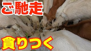 【衝撃】ご馳走に群がる羊達の食べ方が凄すぎたwww Sheep flocking to a feast [upl. by Nallac]