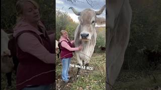 This man owns a giant animal on his farm 😳 [upl. by Keheley]