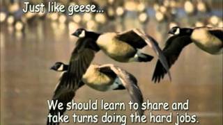 Geese teamworkmov [upl. by Alemrac]